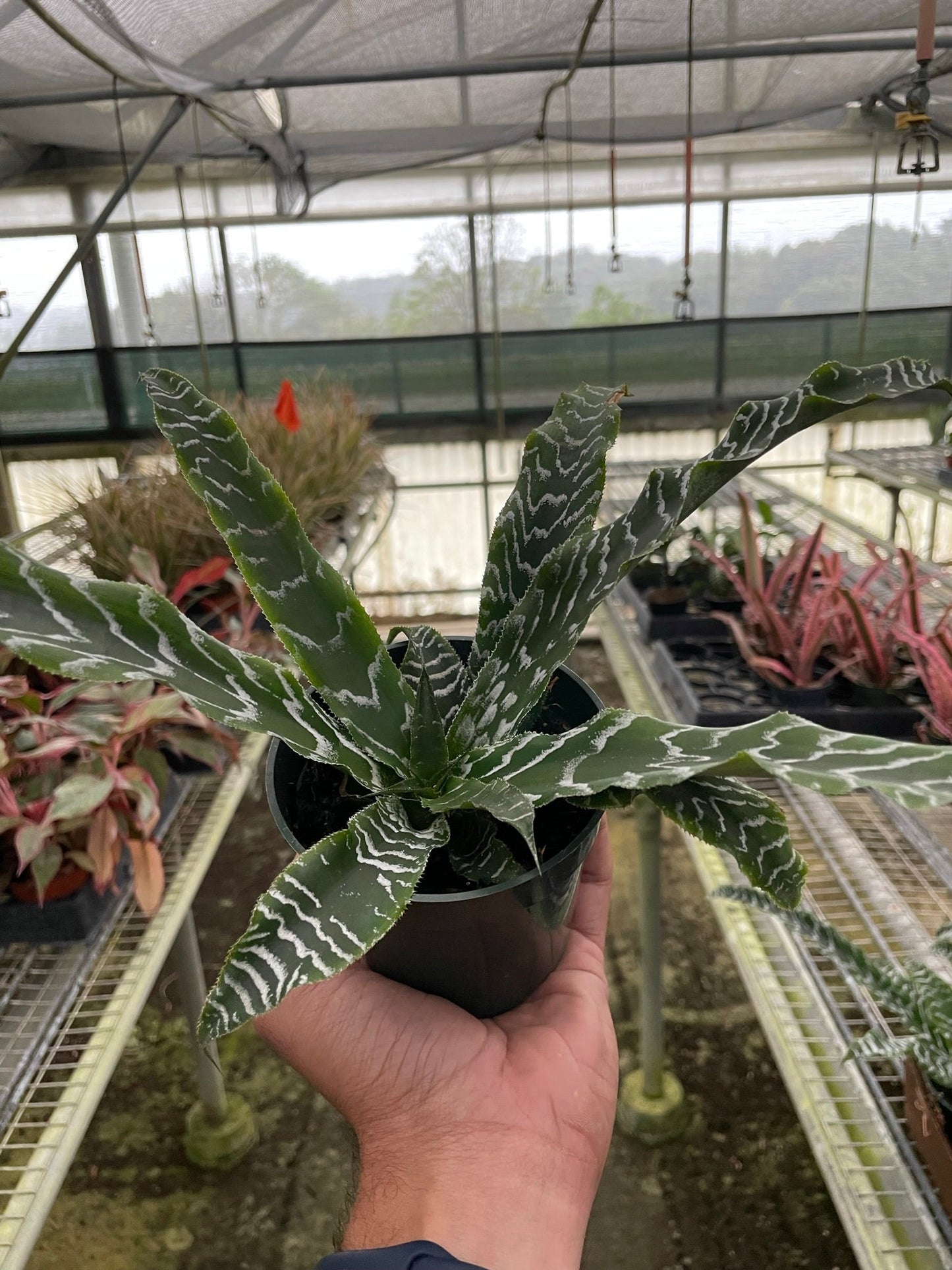 Cryptanthus 'Betty' 4" potted plant