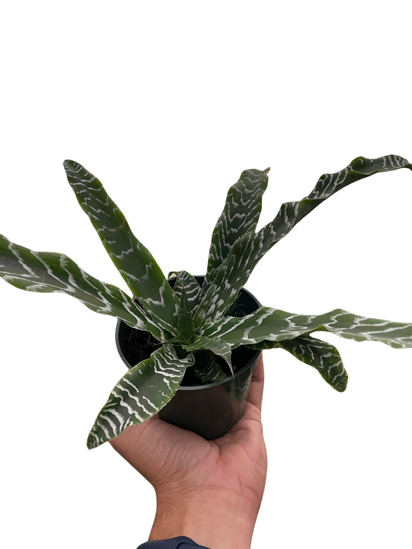 Cryptanthus 'Betty' 4" potted plant