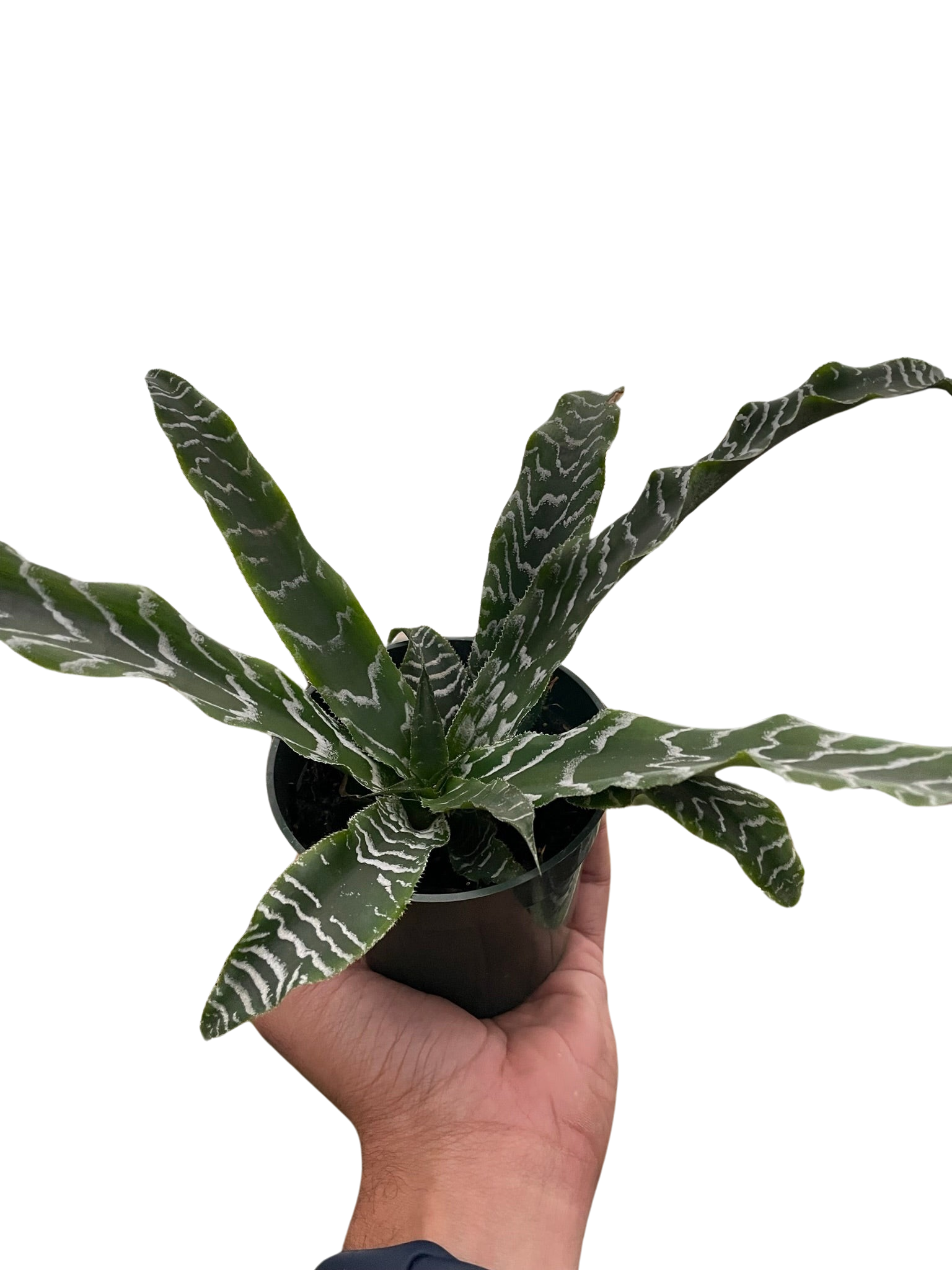Cryptanthus 'Betty' 4" potted plant