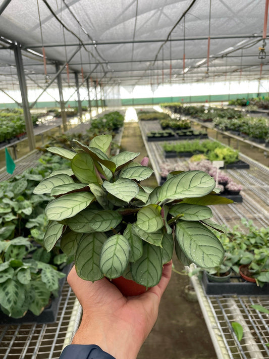 Ctenanthe burle-marxii 'Amagris' potted plant