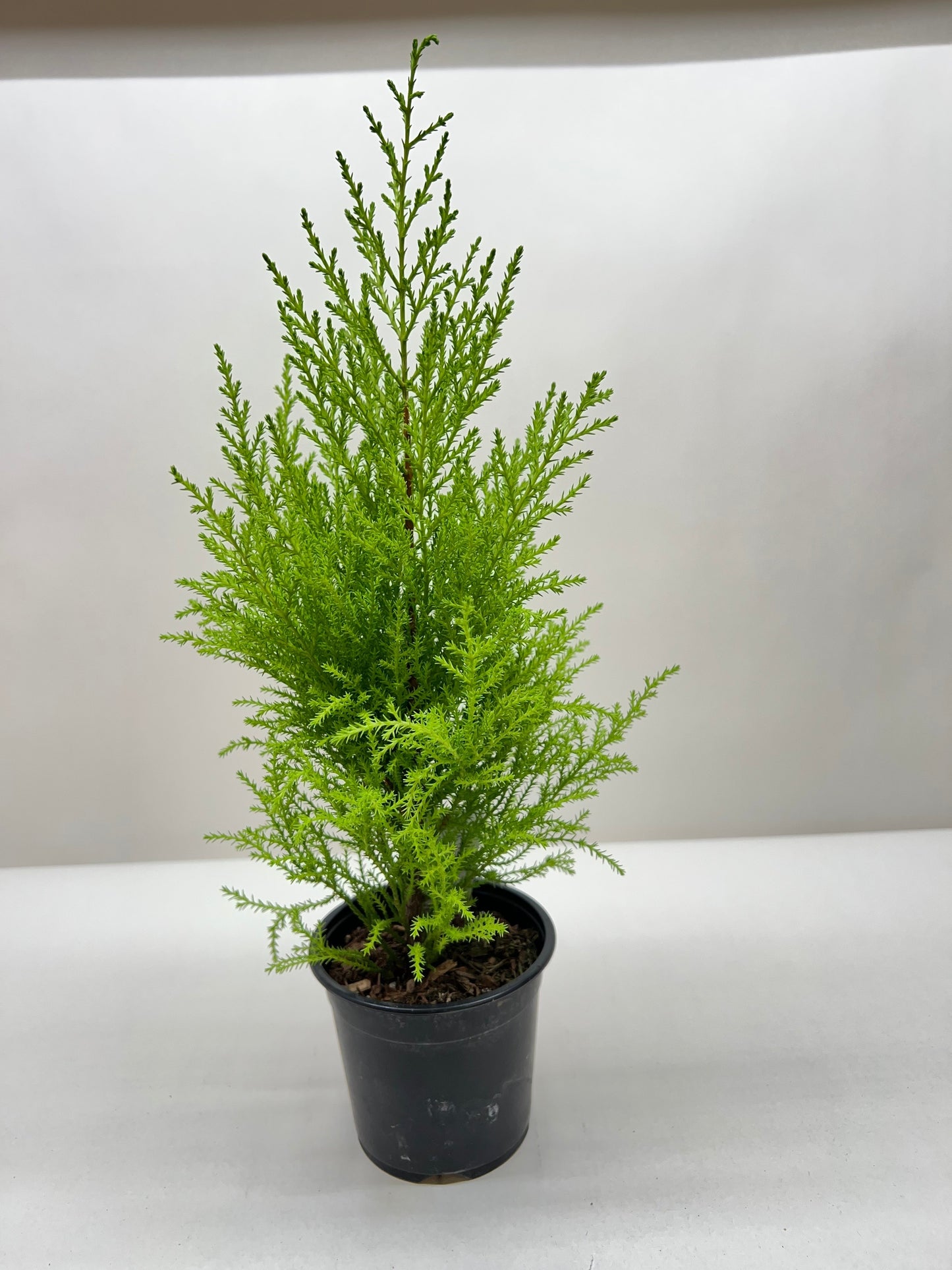 Cypress Lemon potted plant
