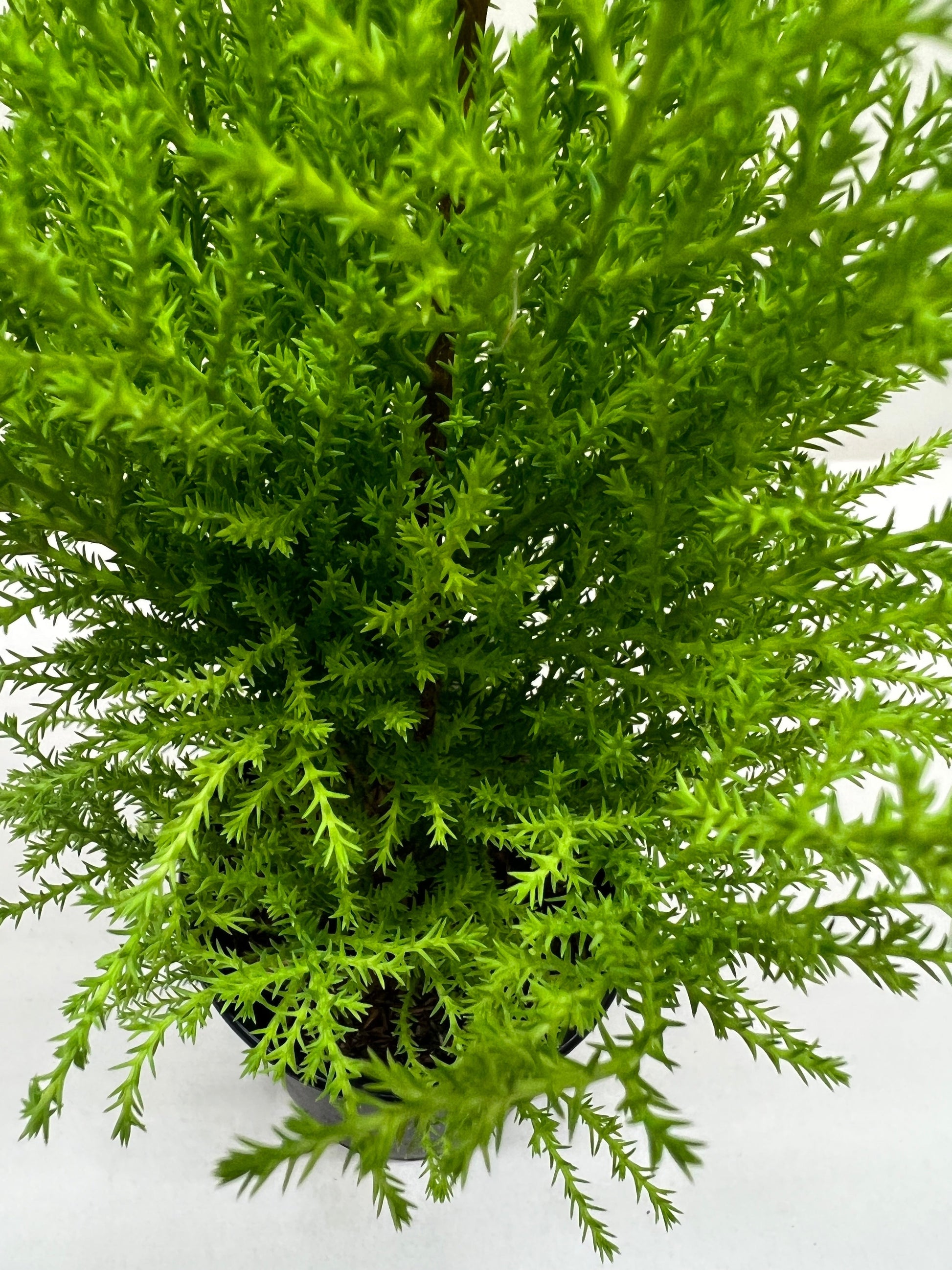 Cypress Lemon potted plant