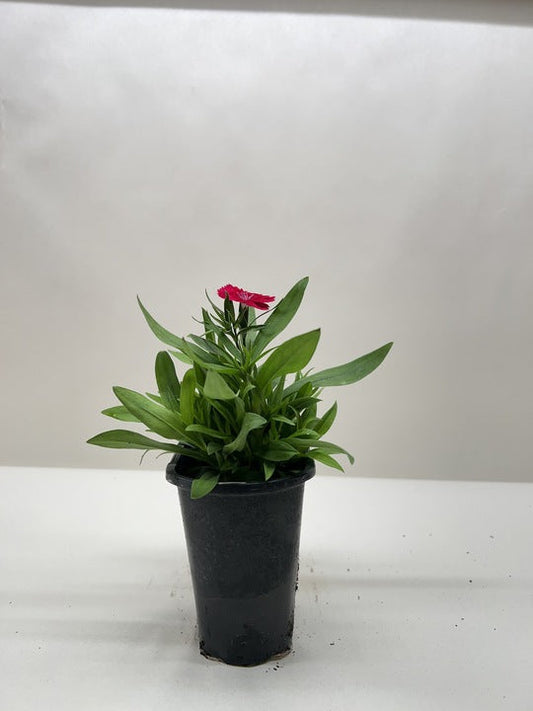 Dianthus potted plant