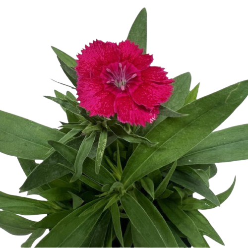 Dianthus potted plant