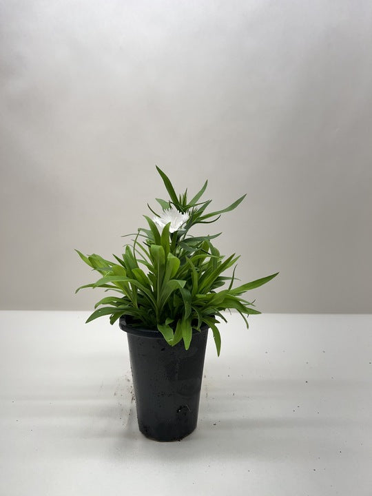 Dianthus potted plant