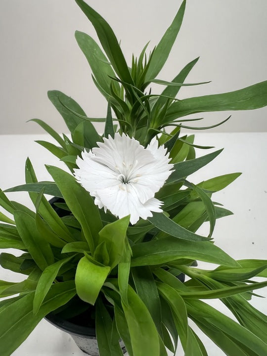 Dianthus potted plant