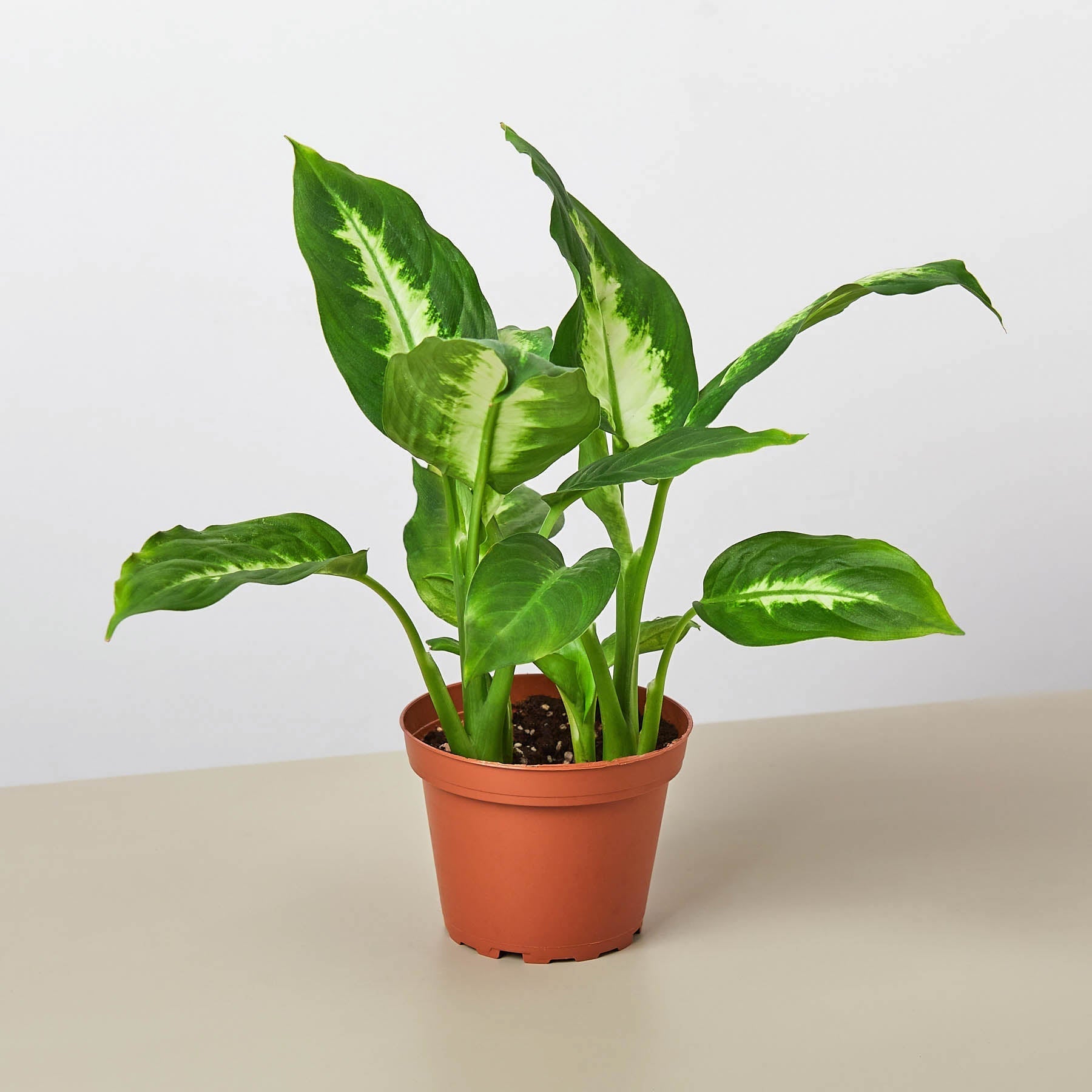 Dieffenbachia Camille potted plant