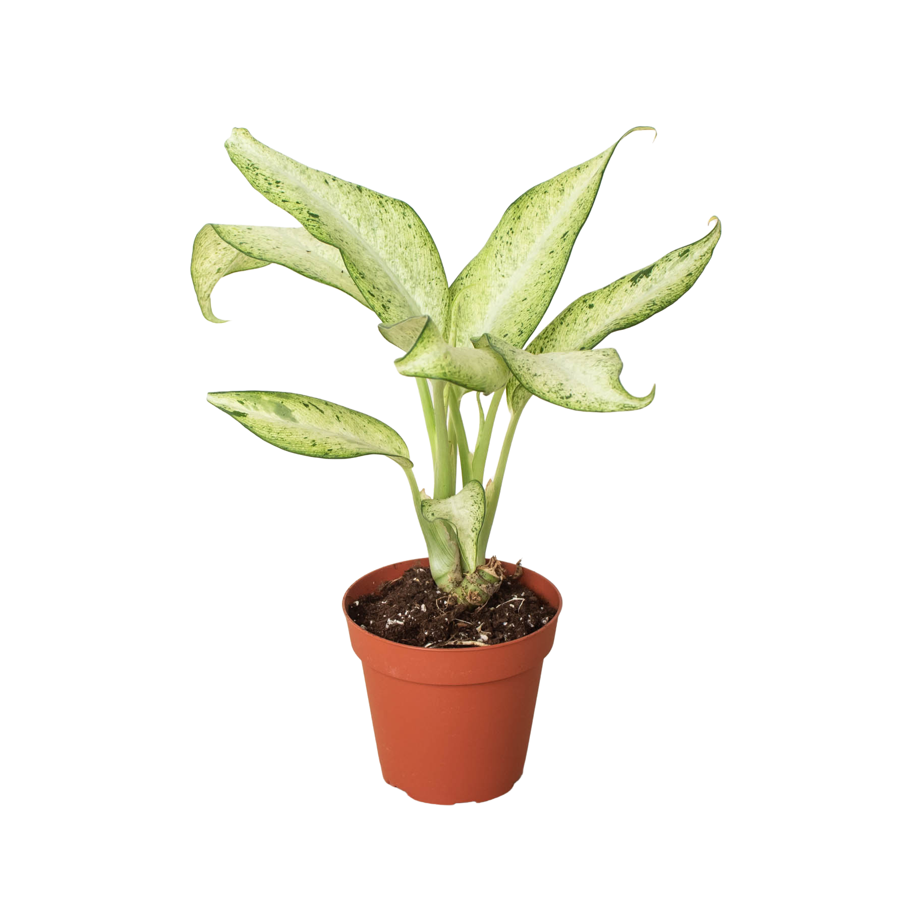 Dieffenbachia 'Camouflage' potted plant