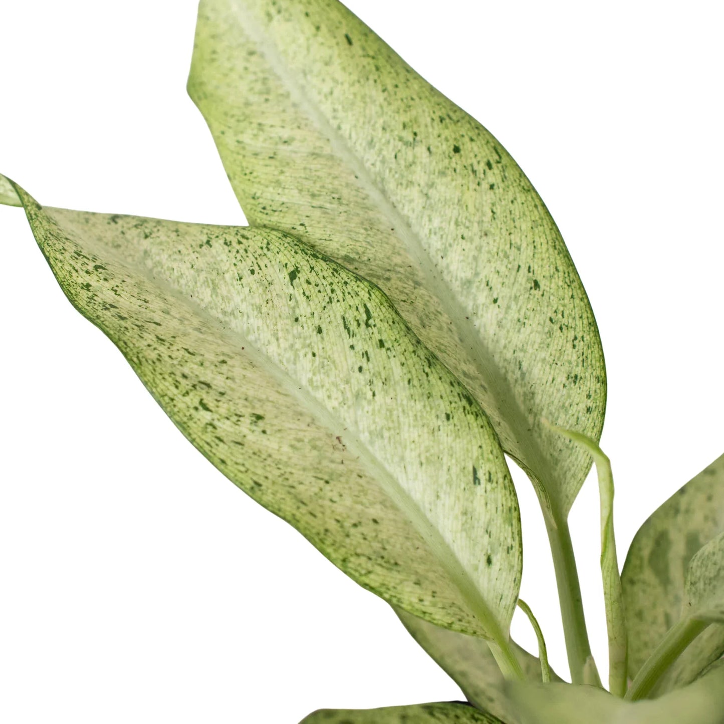 Dieffenbachia 'Camouflage' potted plant