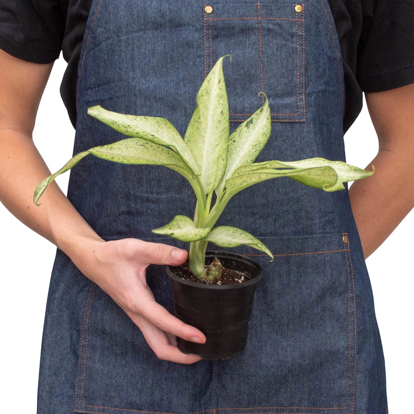 Dieffenbachia 'Camouflage' potted plant
