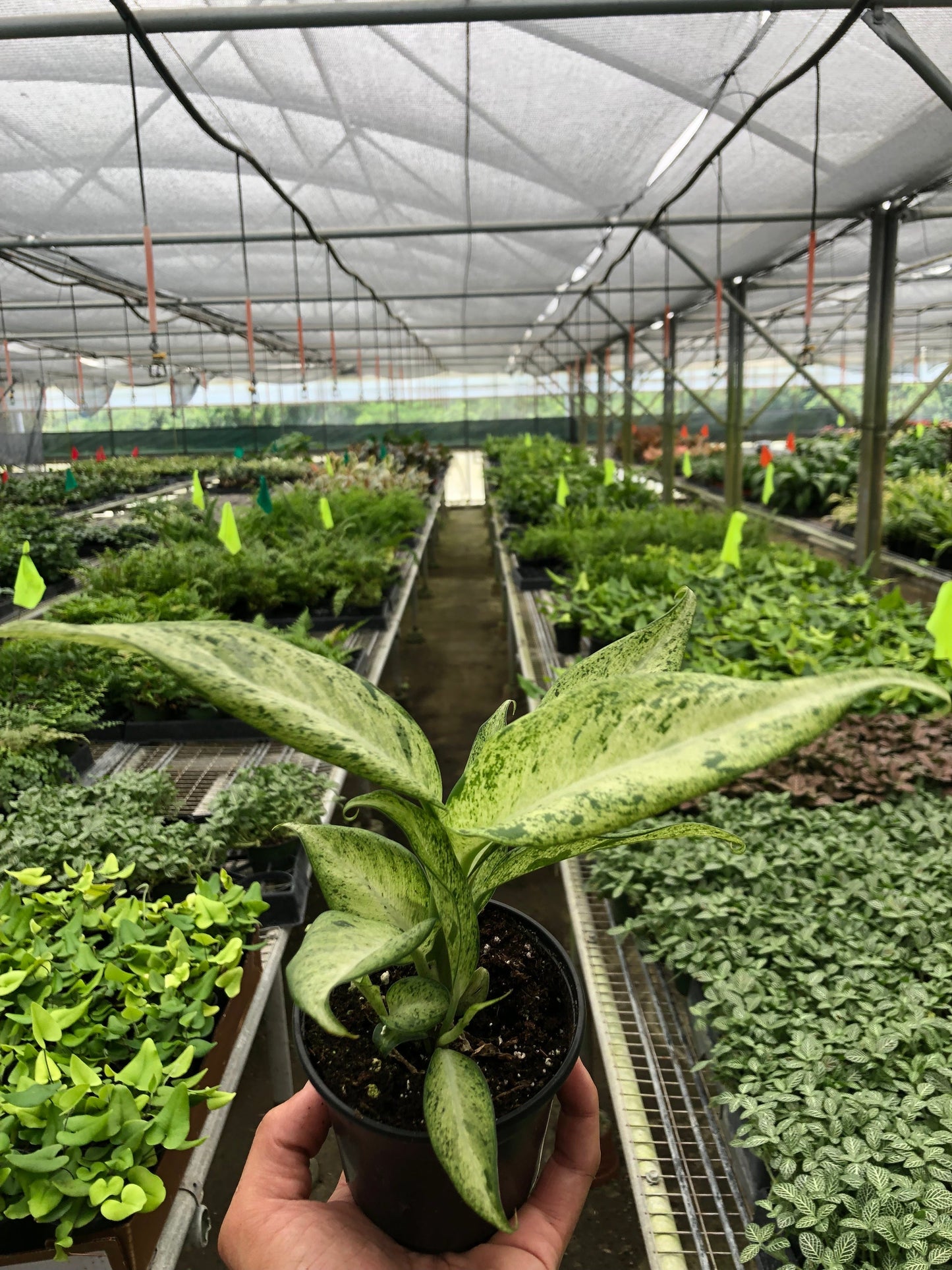 Dieffenbachia 'Camouflage' potted plant