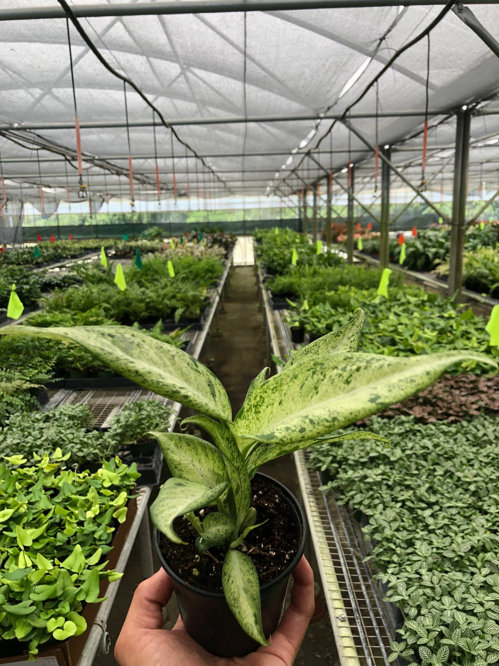 Dieffenbachia 'Camouflage' potted plant