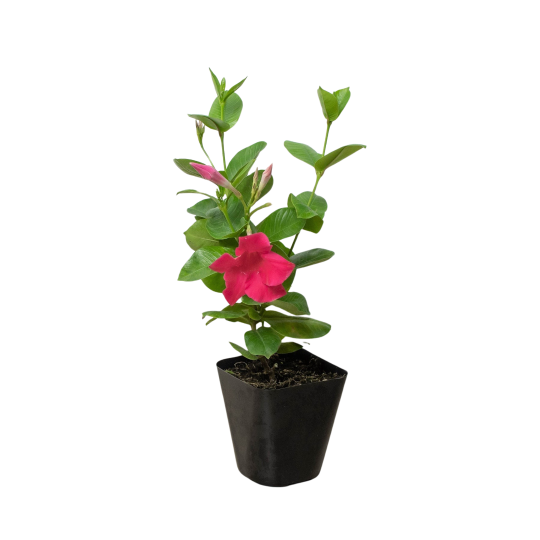Dipladenia Premier Hot Pink potted plant