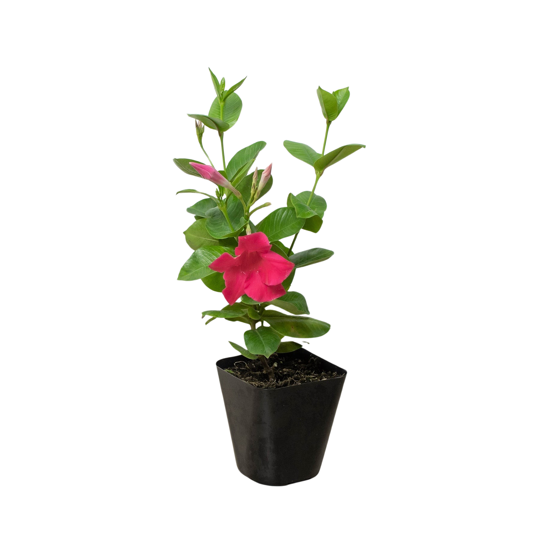 Dipladenia Premier Hot Pink potted plant