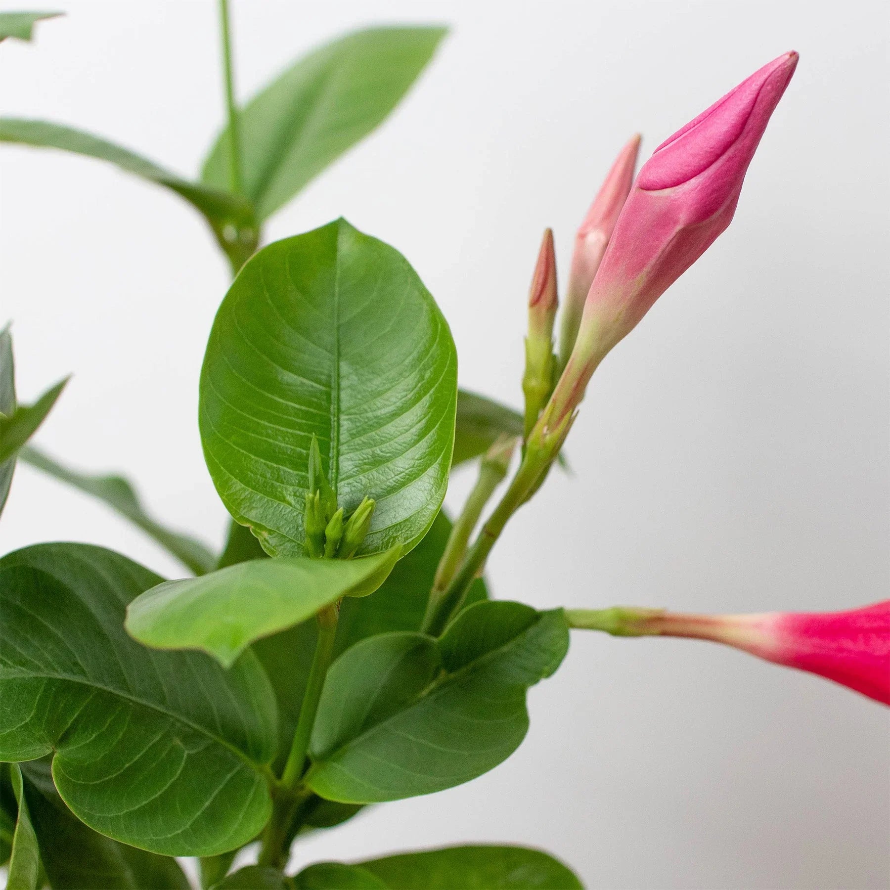 Dipladenia Premier Hot Pink potted plant