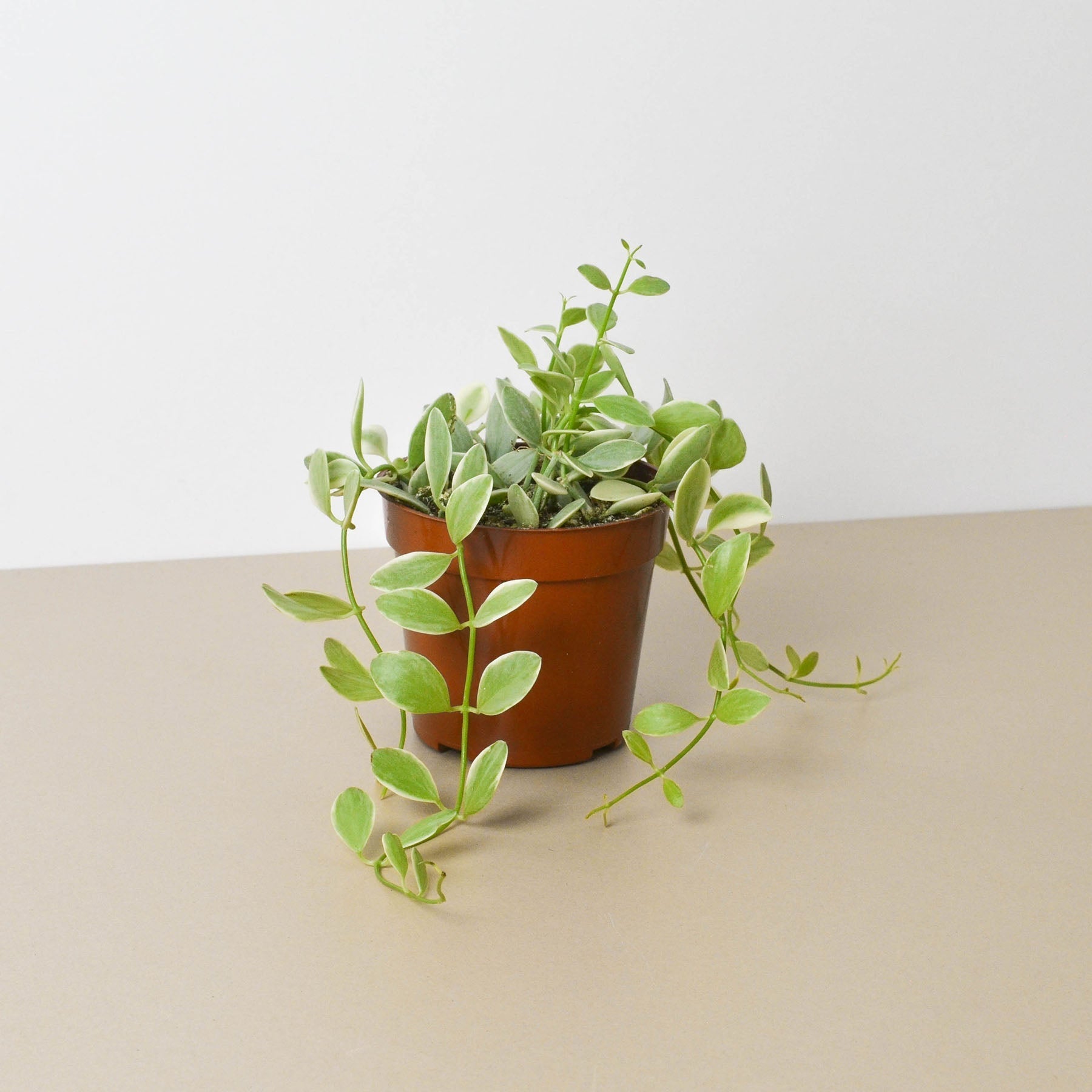 Succulent Dischidia Cascade potted plant