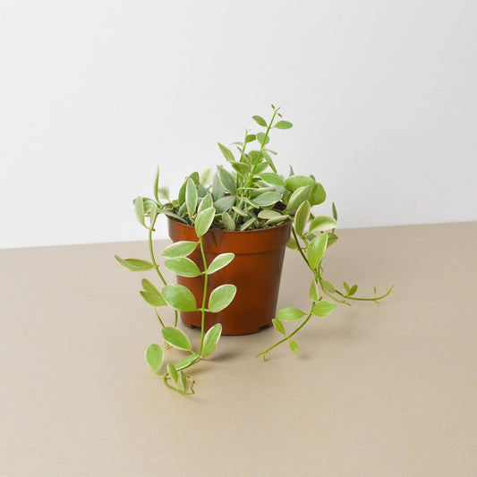 Succulent Dischidia Cascade potted plant