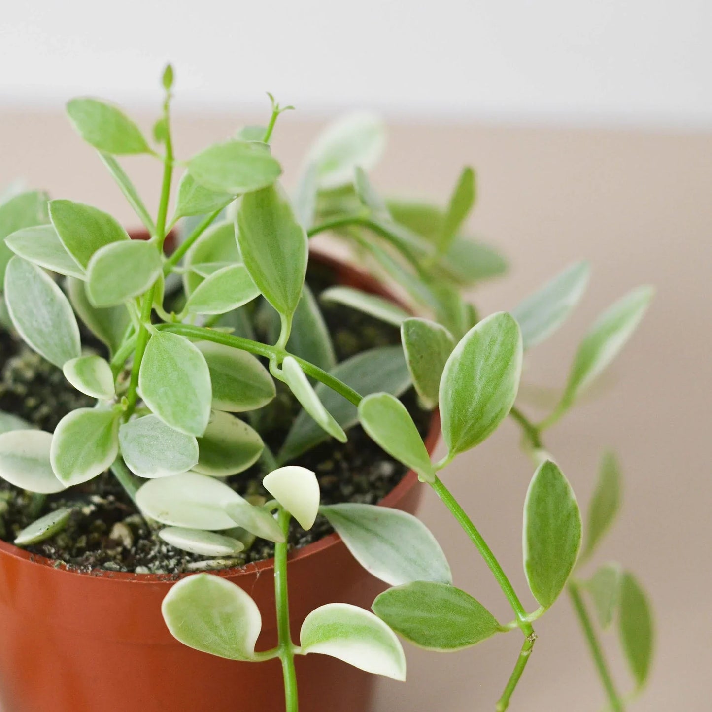 Succulent Dischidia Cascade potted plant