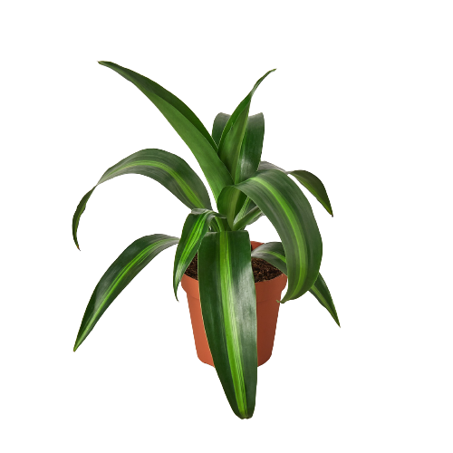 Dracaena 'Massangeana' 4" potted plant