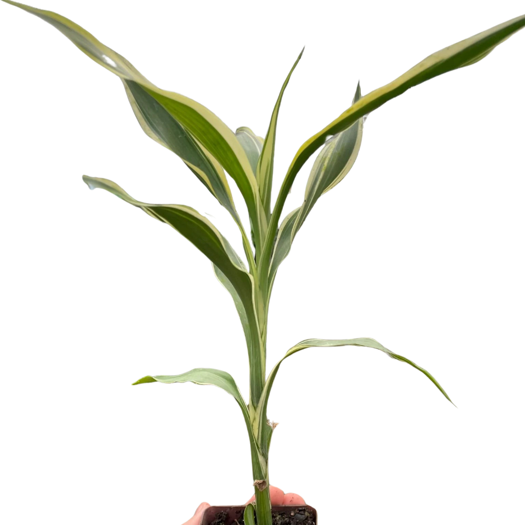 Dracaena 'Sanderiana' potted plant