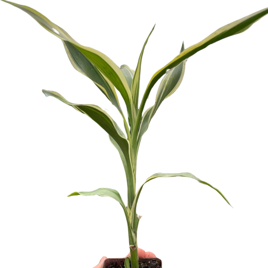 Dracaena 'Sanderiana' potted plant