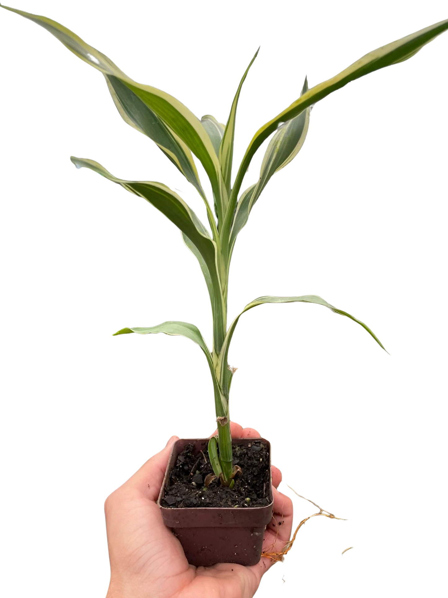 Dracaena 'Sanderiana' potted plant