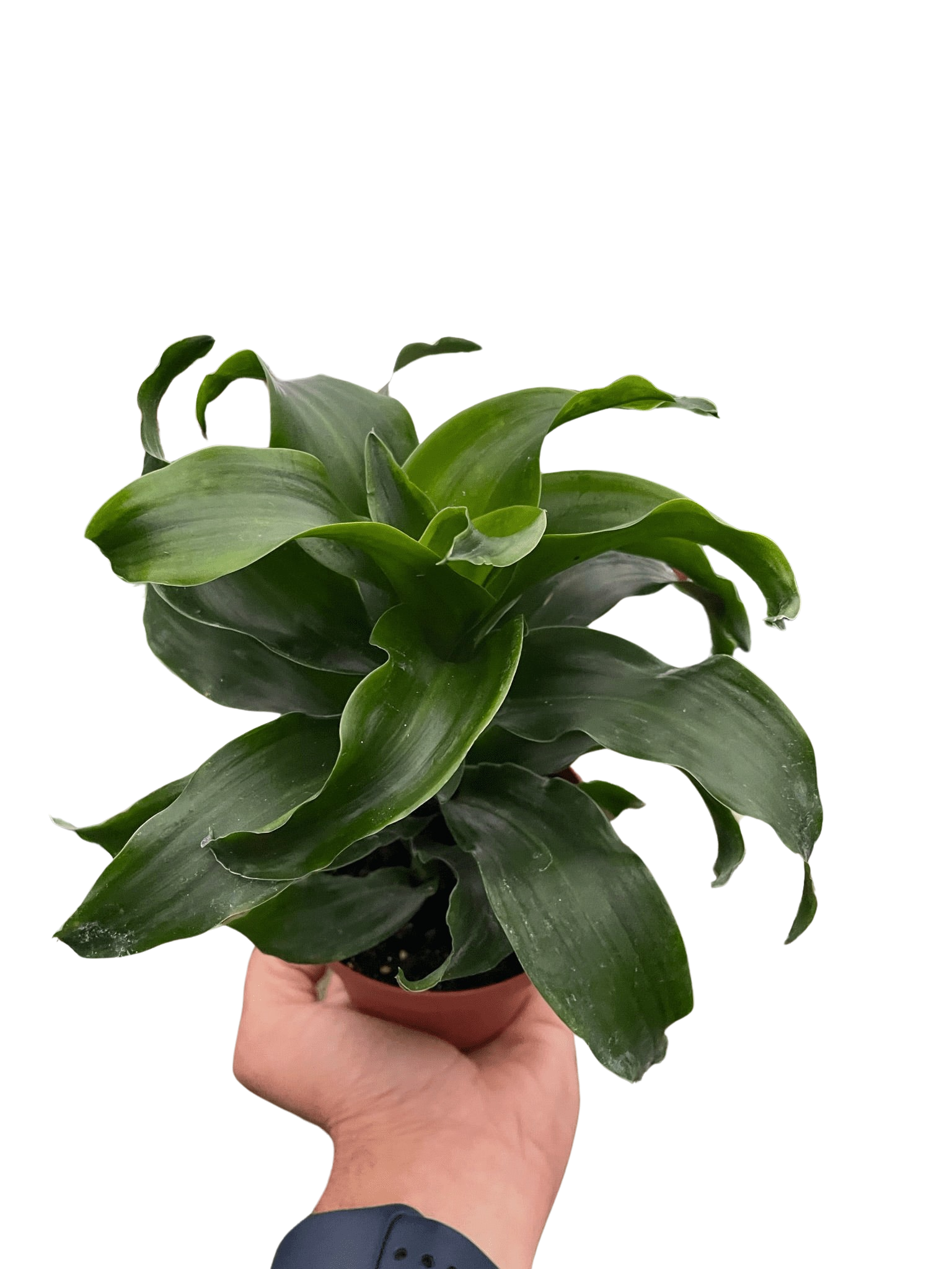 Dracaena 'Twister' potted plant