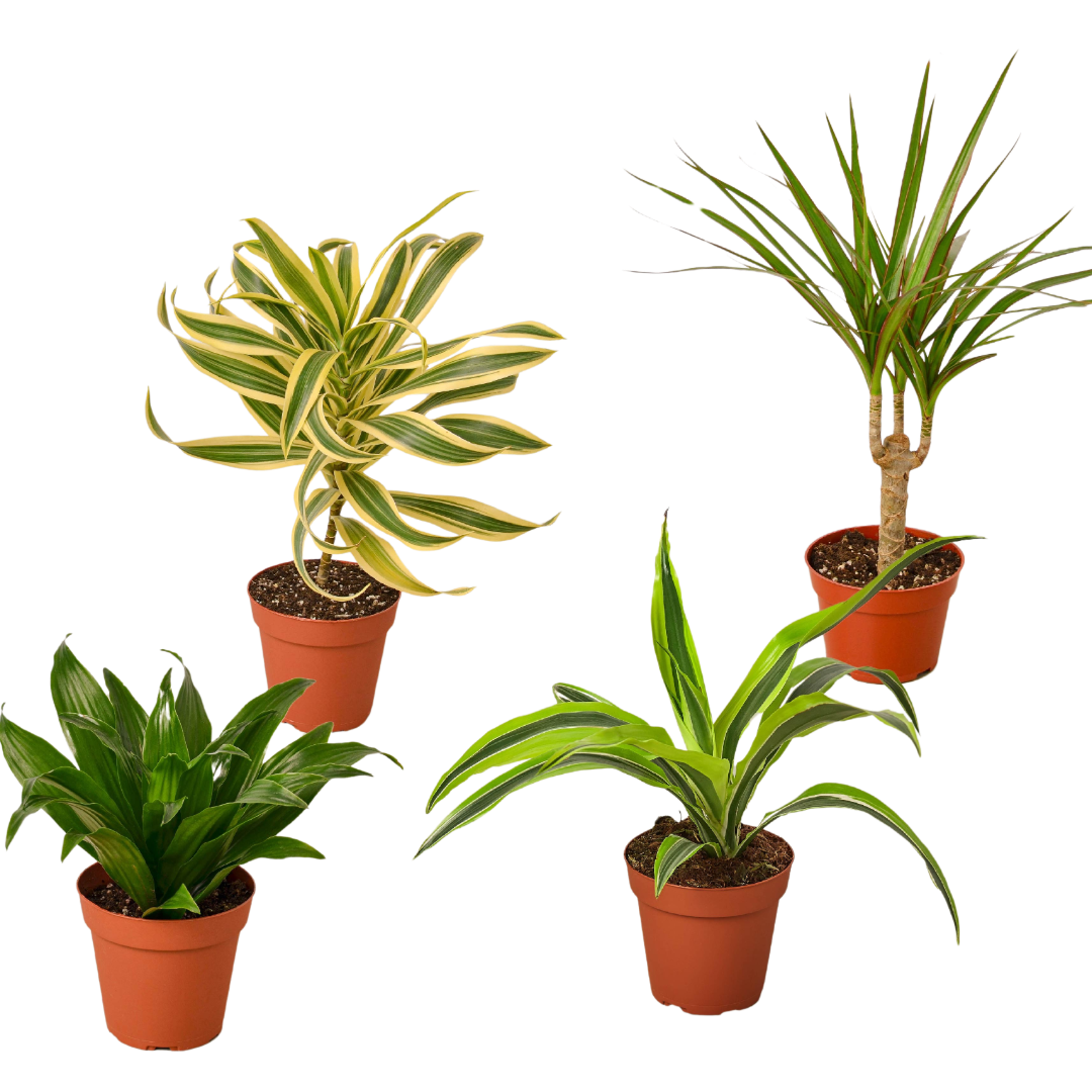 4 Different Dracaenas Variety Pack - Live House Plant - FREE Care Guide - 4" Pot