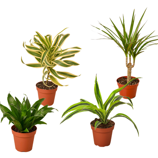 4 Different Dracaenas Variety Pack 4" potted plant