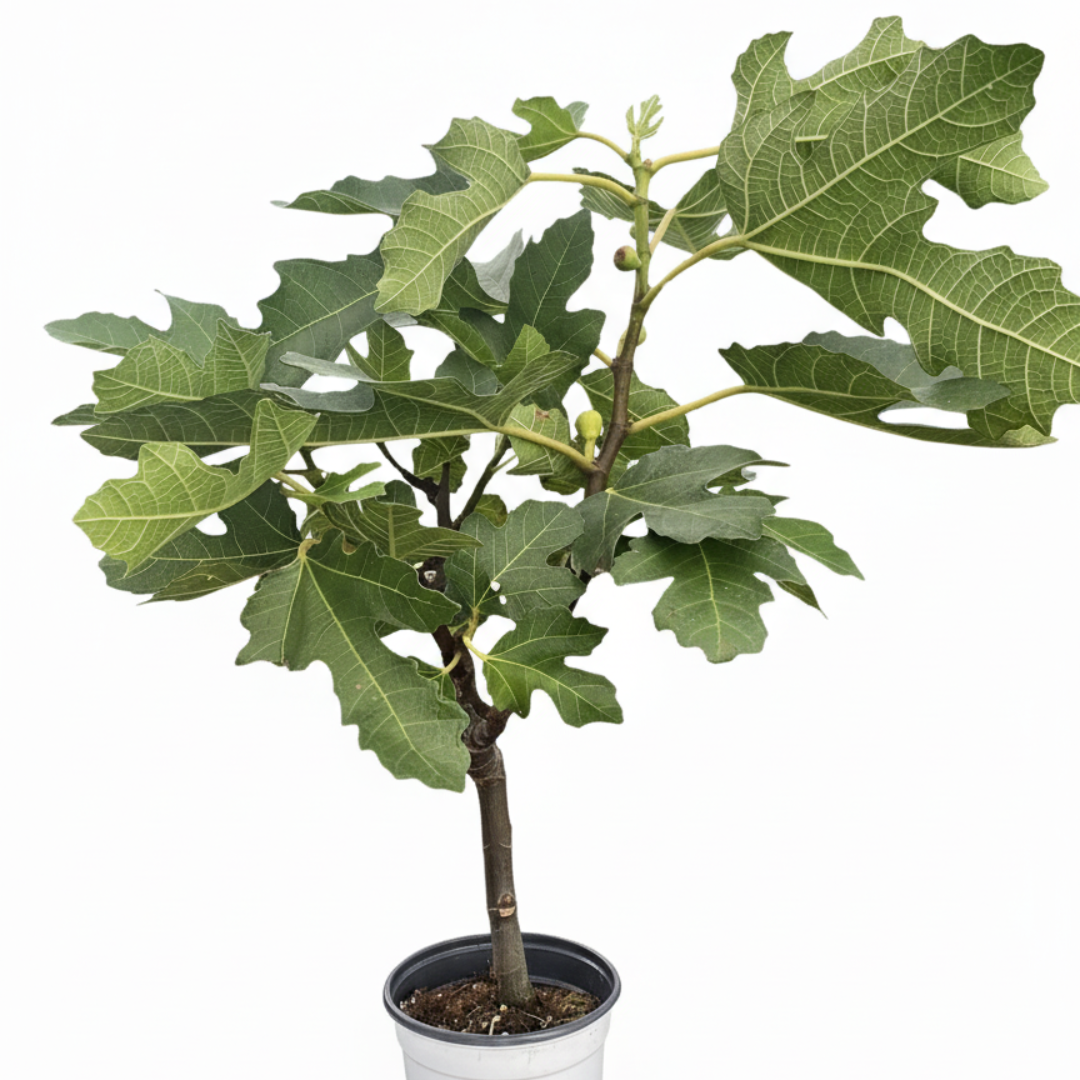 ED Fig potted plant