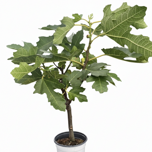 ED Fig potted plant