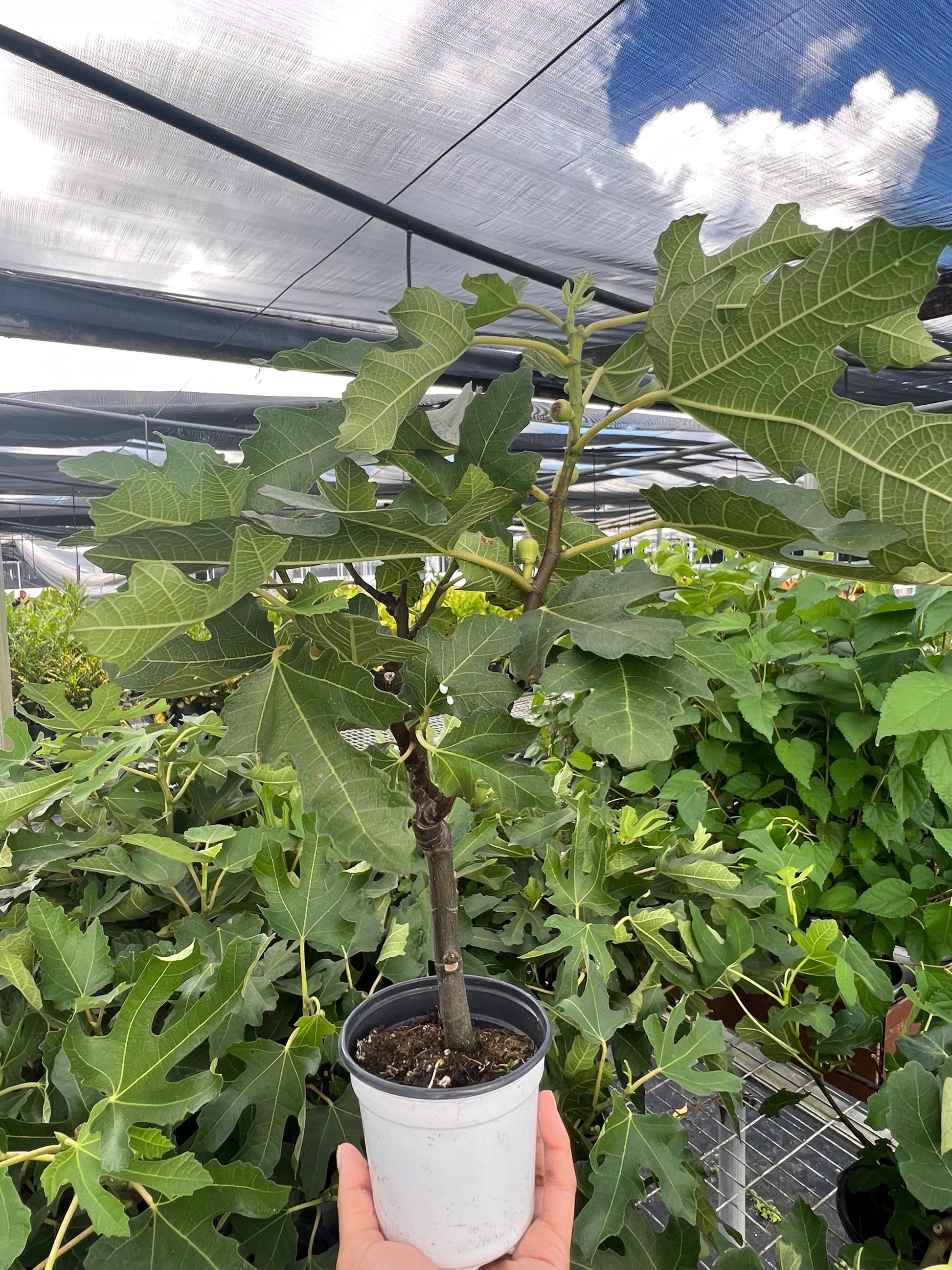 ED Fig potted plant
