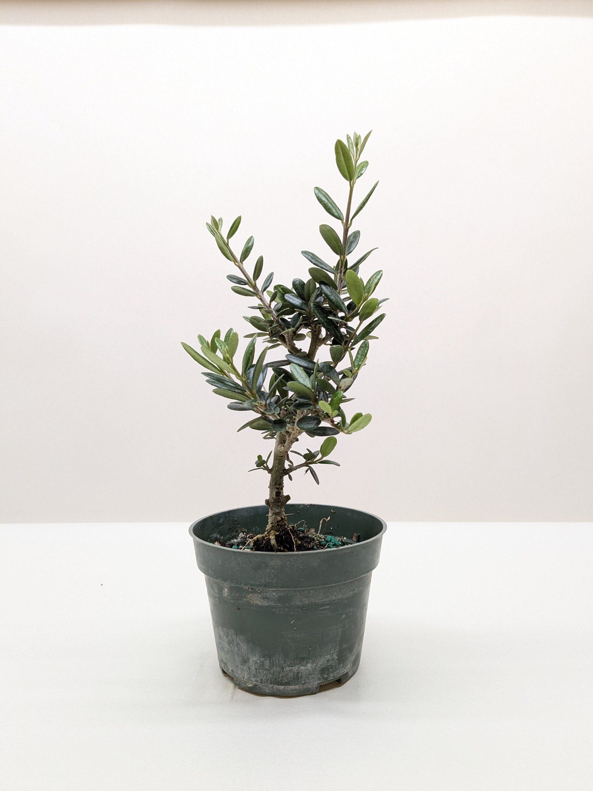 Common Olive Tree (Olea europaea) potted plant