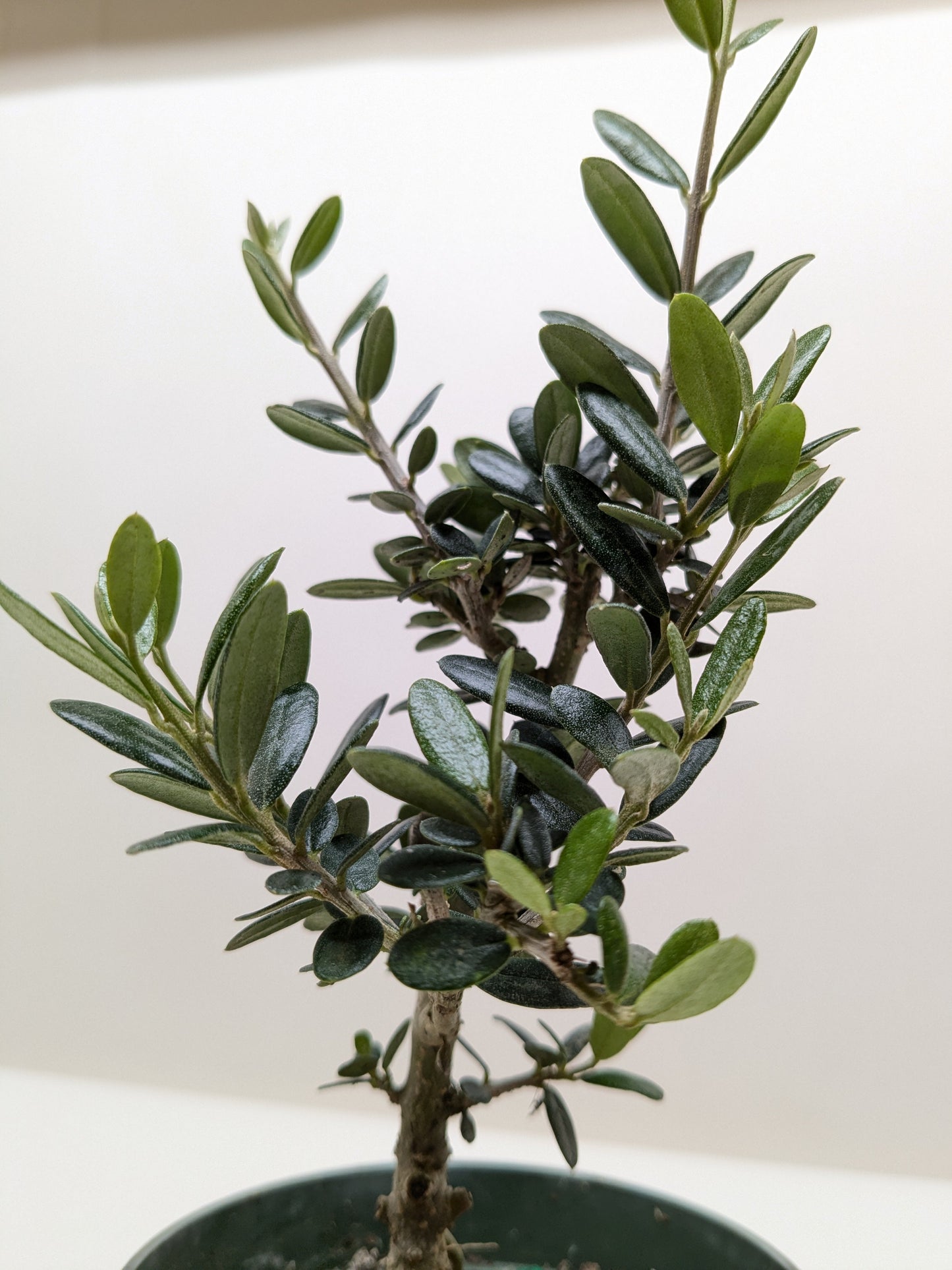Common Olive Tree (Olea europaea) potted plant