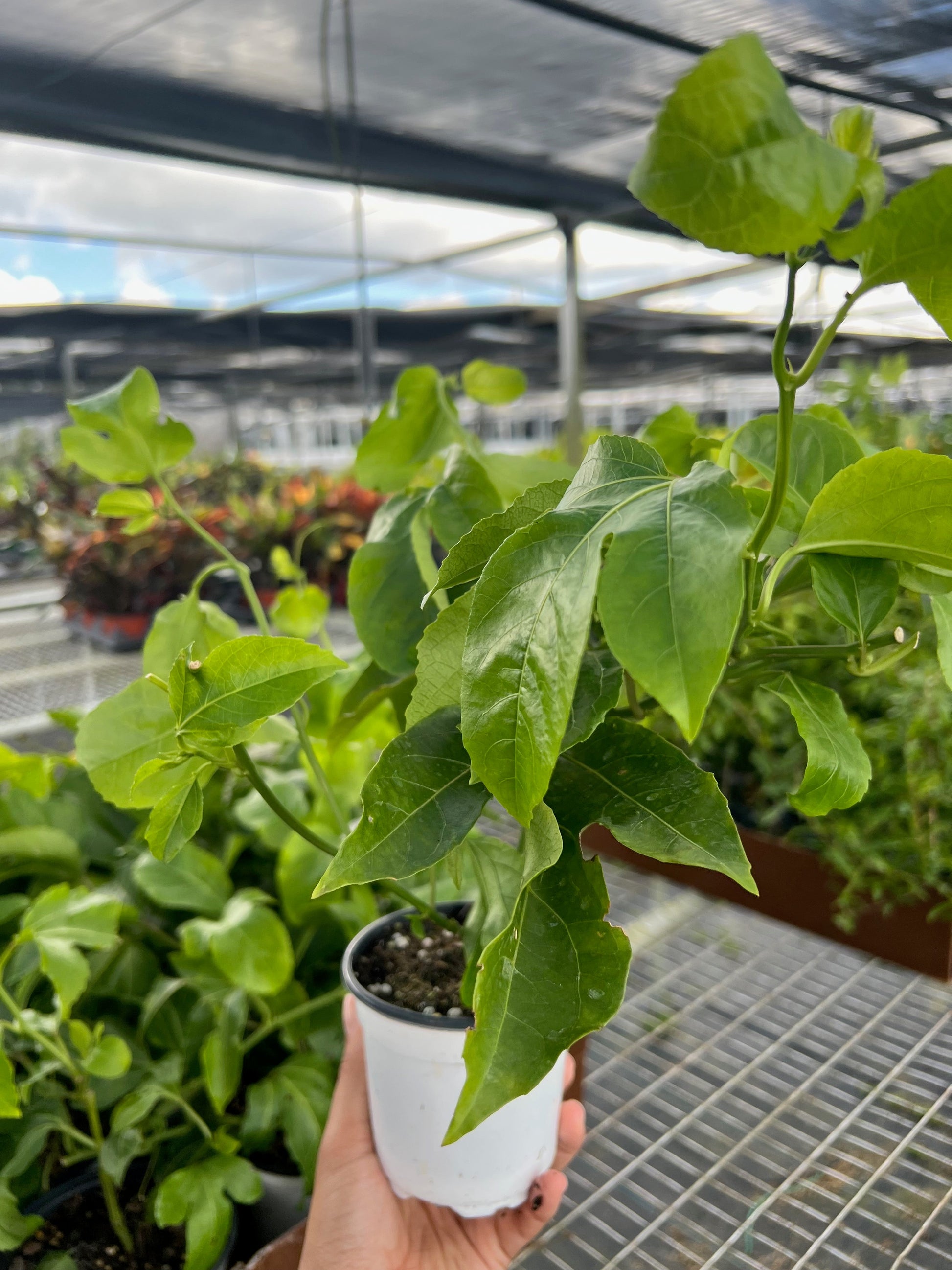 ED Passion Fruit potted plant
