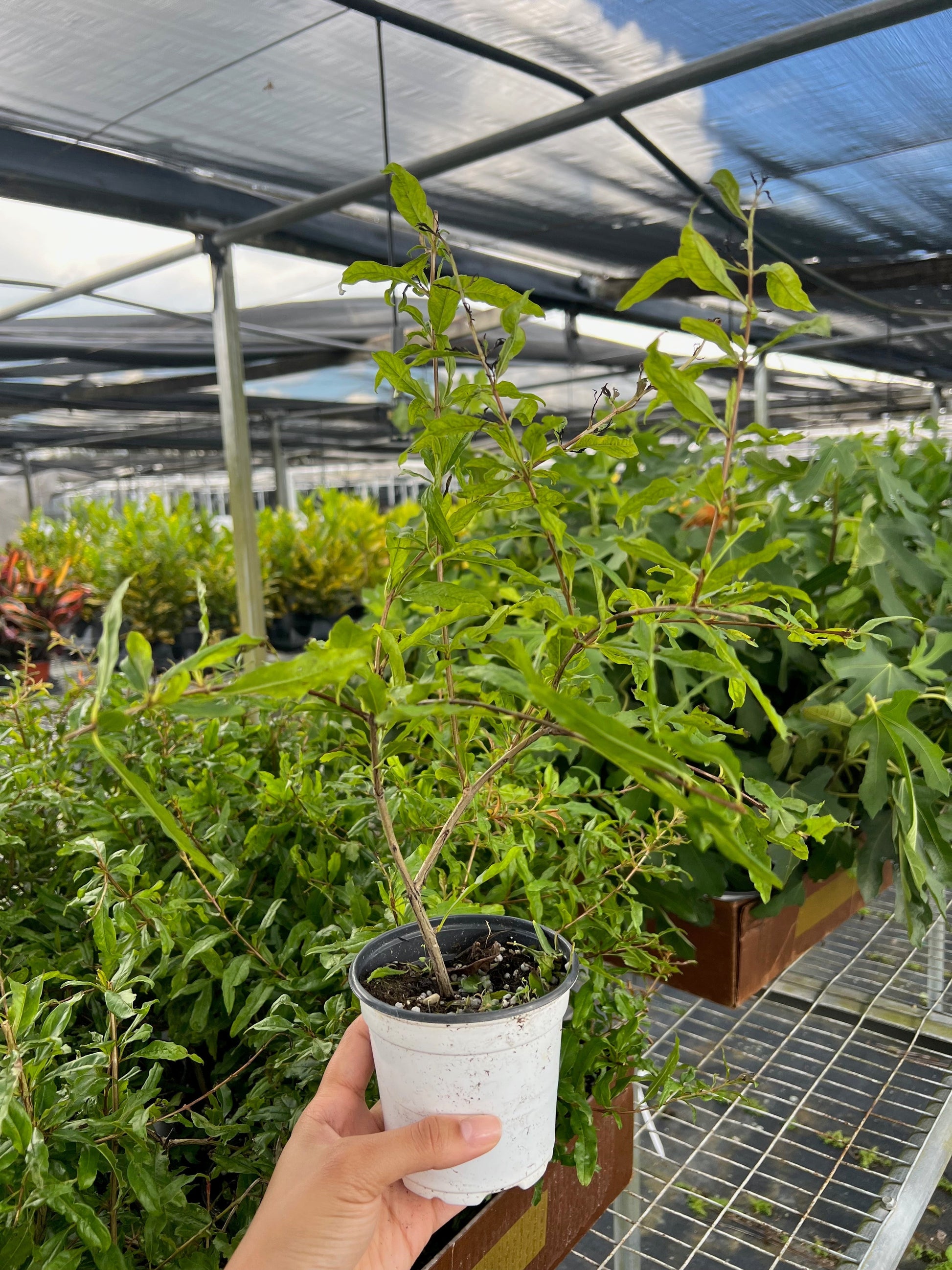 ED Pomegranate potted plant