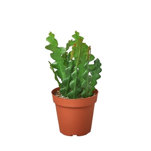 Epiphyllum 'Ric Rac' Cactus potted plant