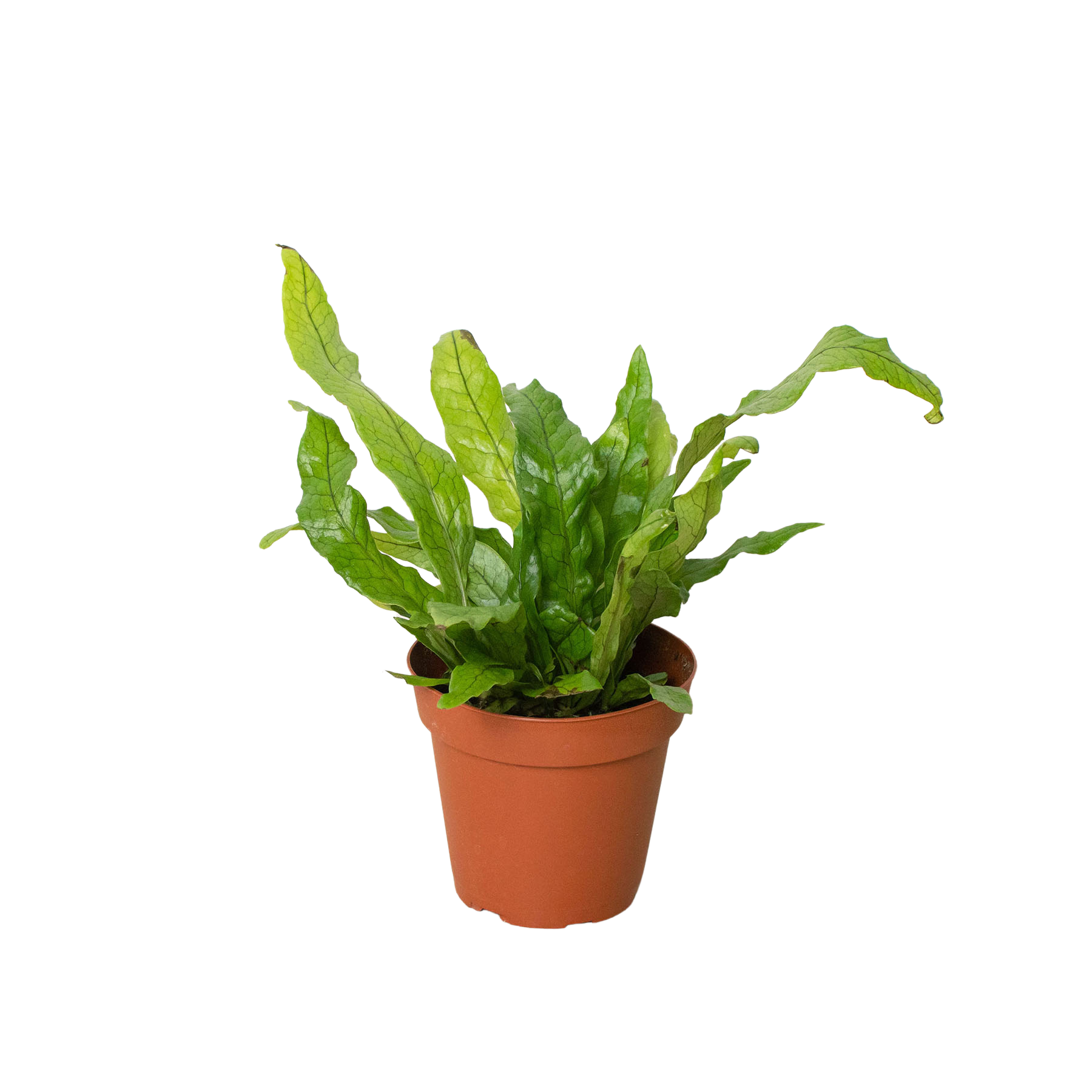 Fern 'Crocodile' potted plant