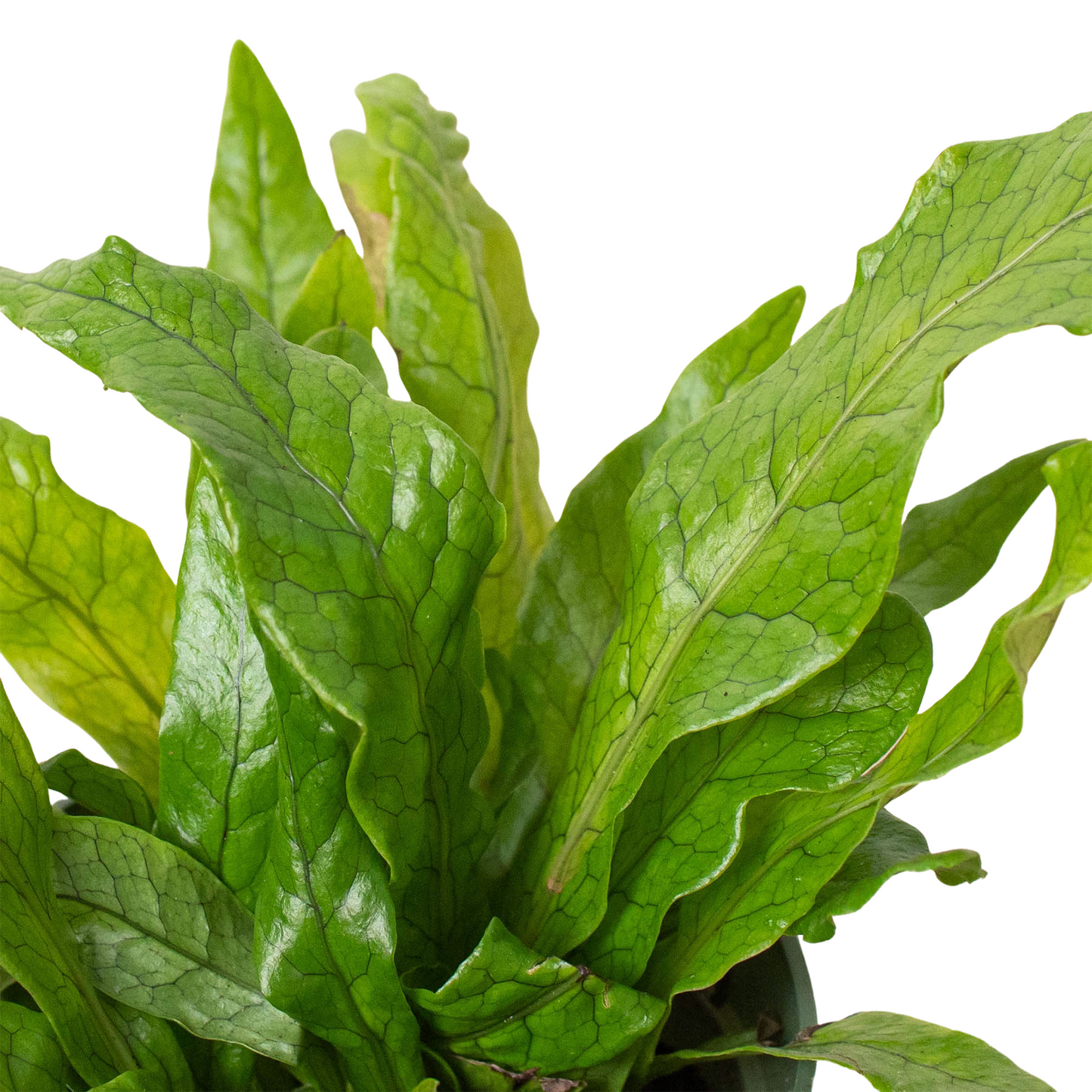 Fern 'Crocodile' potted plant
