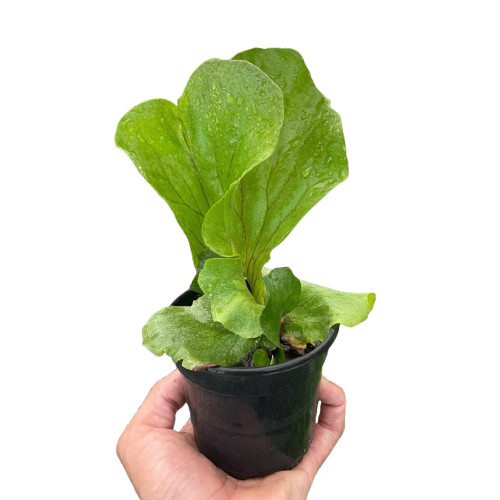 Fern 'Elephant' 6" potted plant