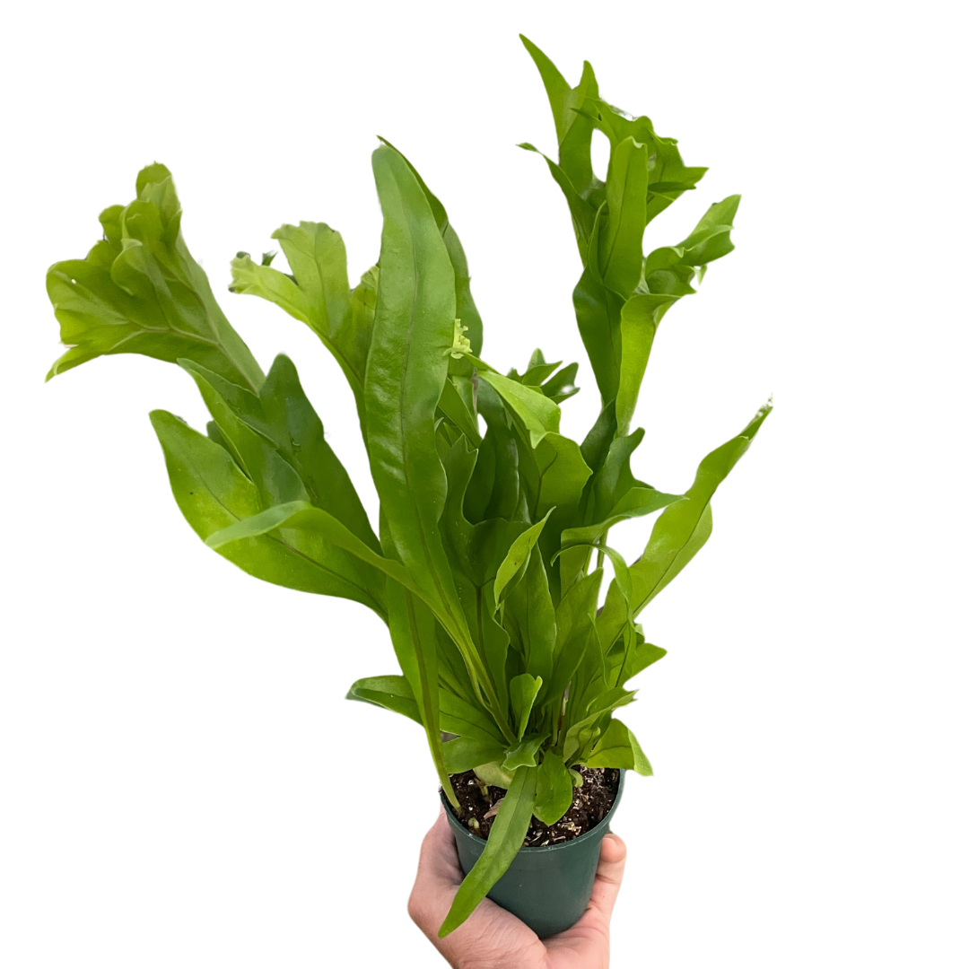 Fern 'Green Flame' potted plant