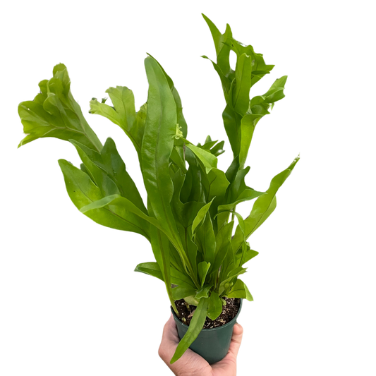Fern 'Green Flame' potted plant