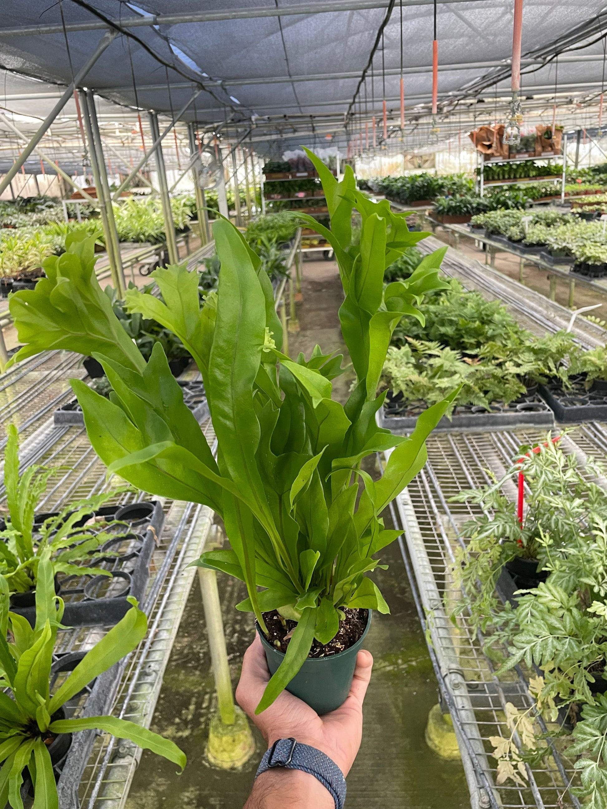 Fern 'Green Flame' potted plant