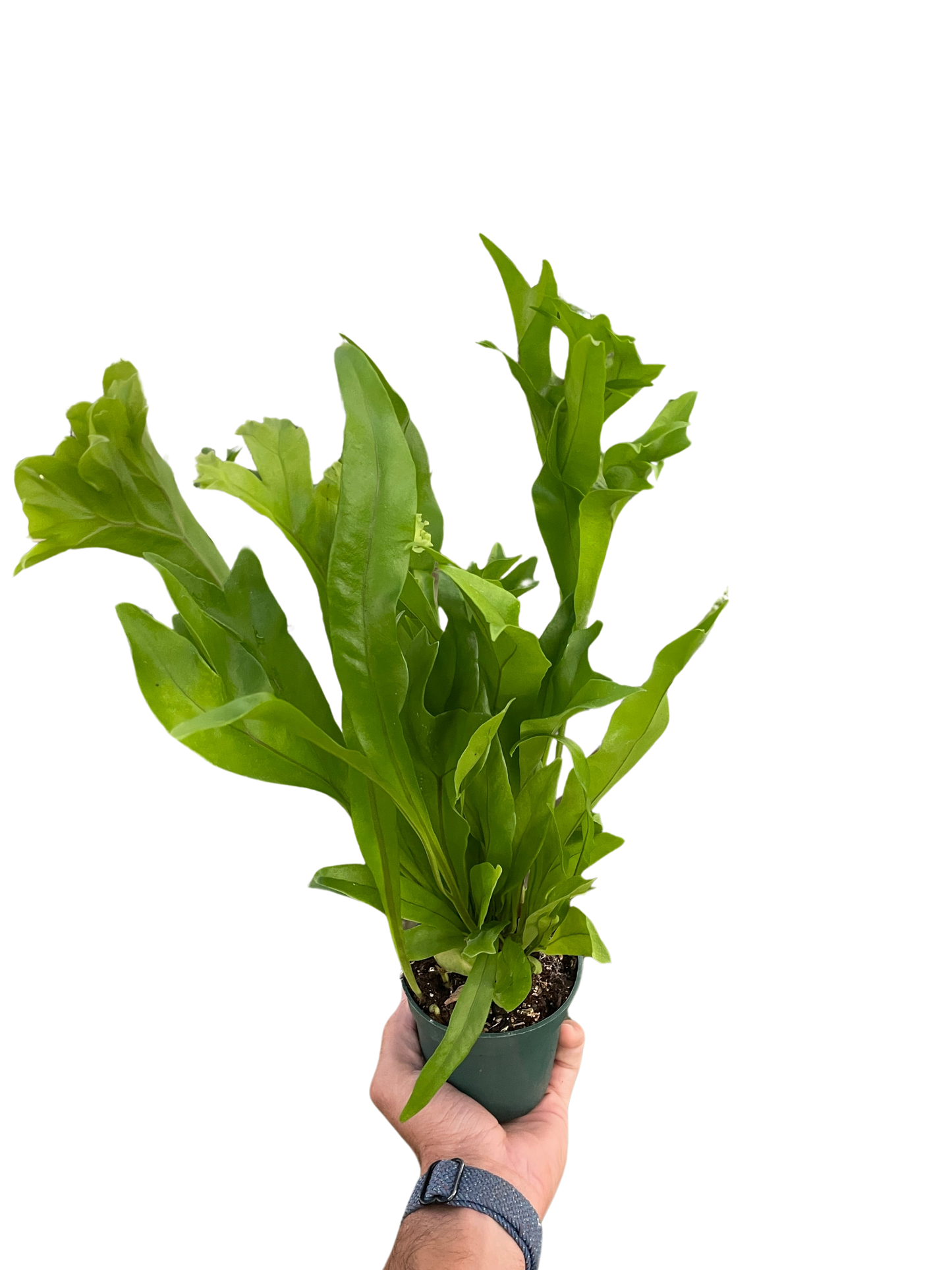 Fern 'Green Flame' potted plant