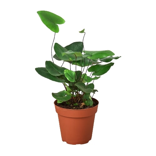 Fern 'Heart' 4" potted plant