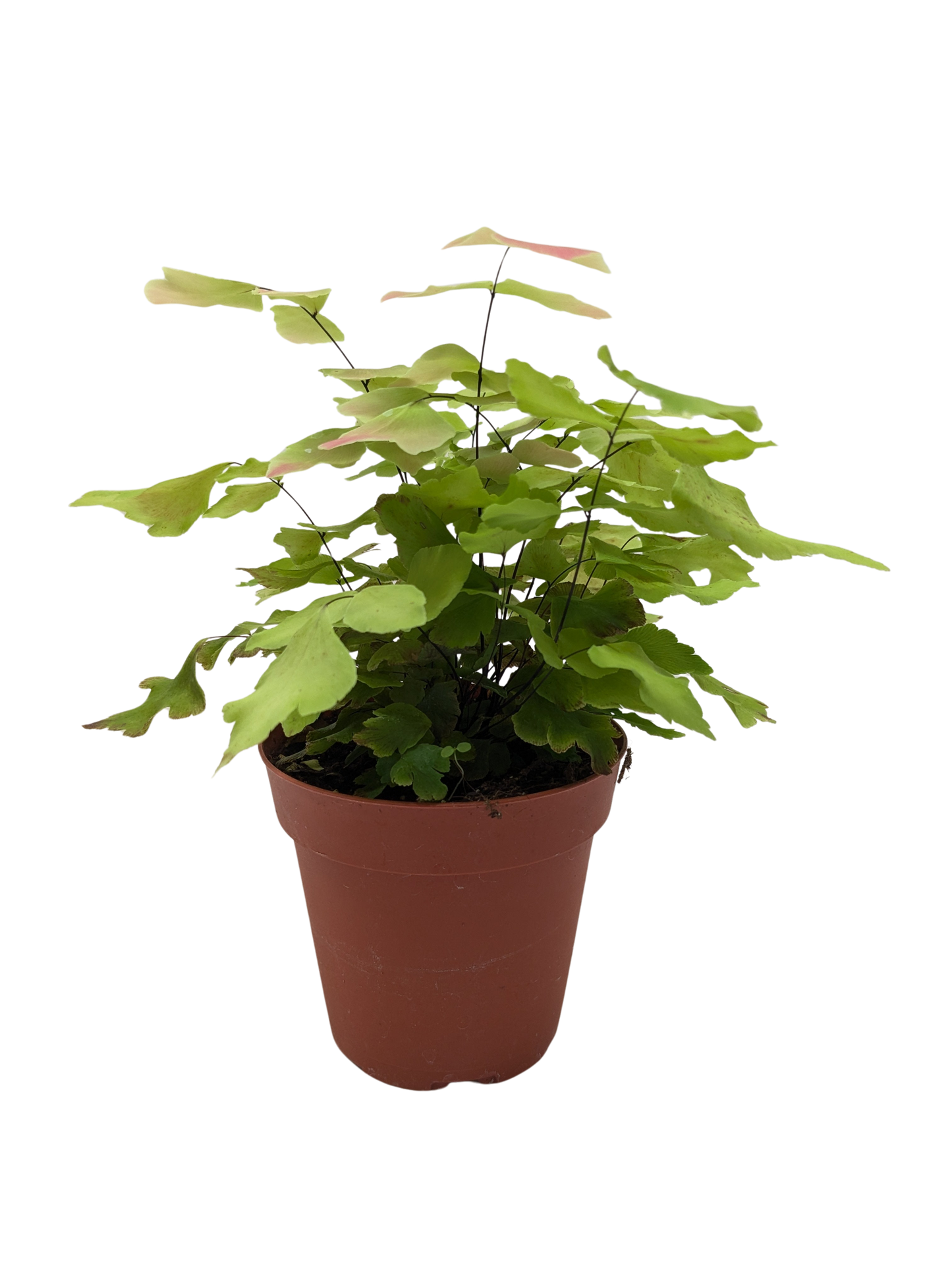 Fern Large Leaf Maidenhair potted plant