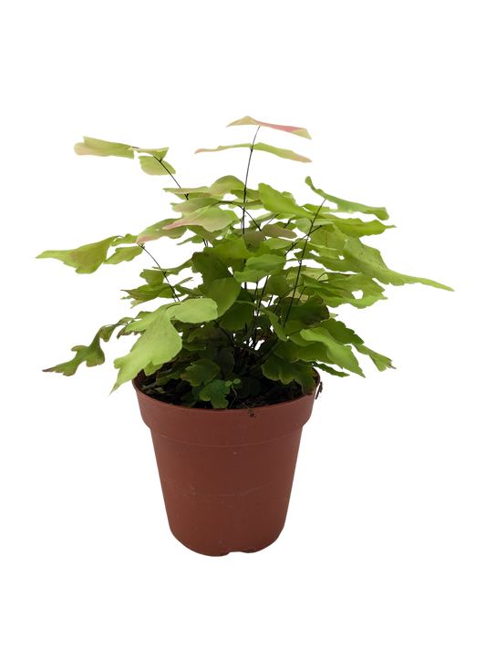Fern Large Leaf Maidenhair potted plant