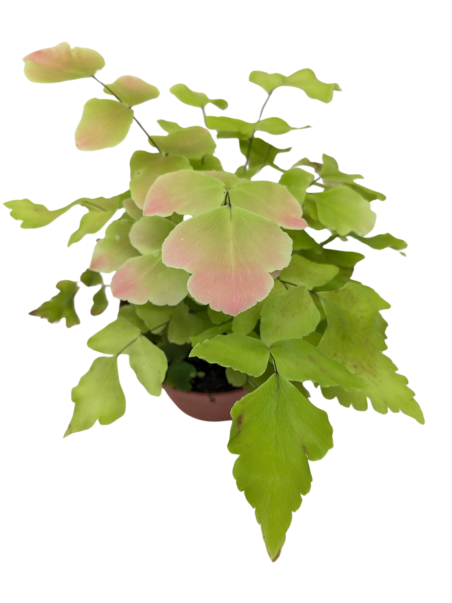 Fern Large Leaf Maidenhair potted plant