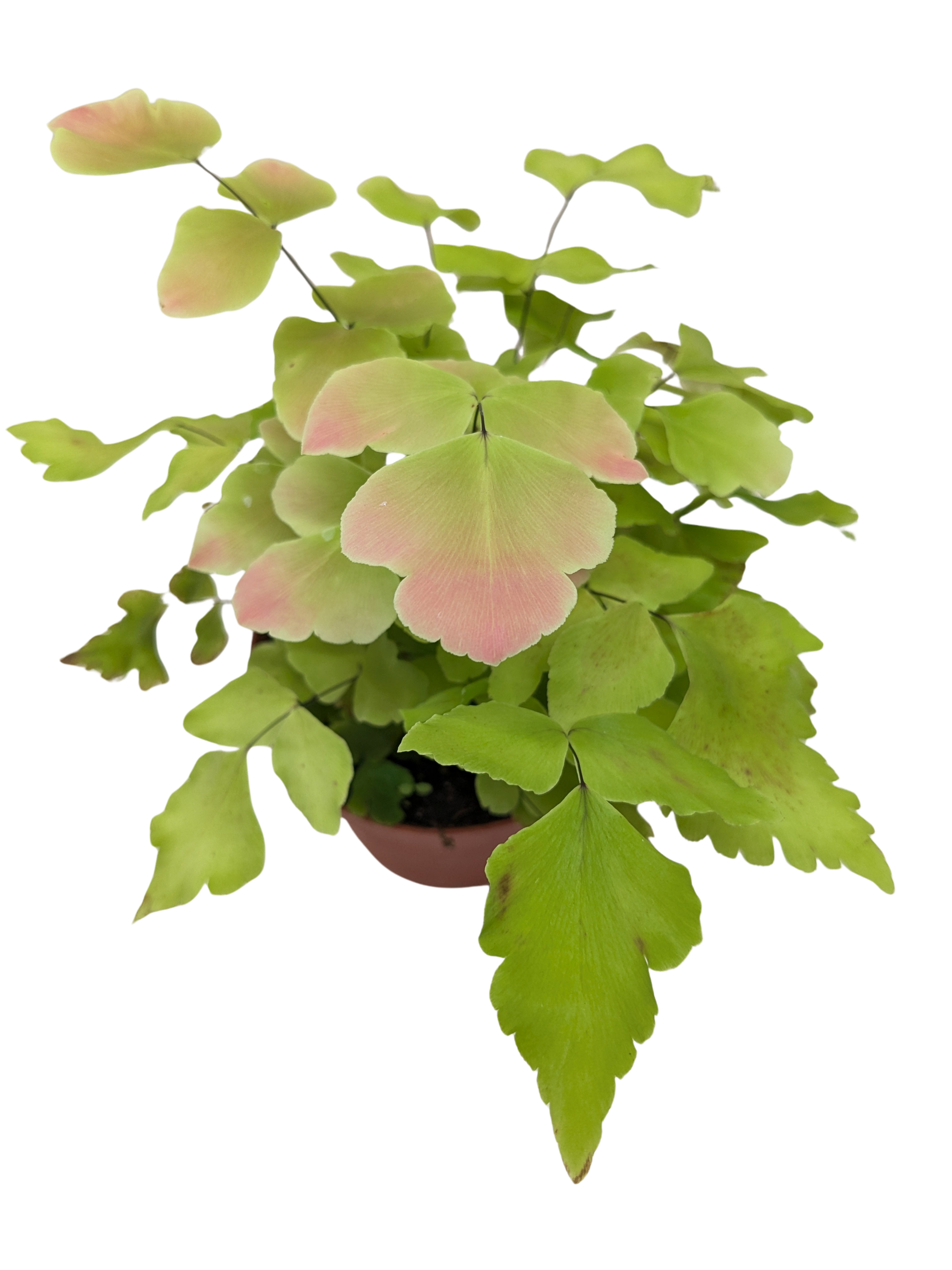 Fern Large Leaf Maidenhair potted plant