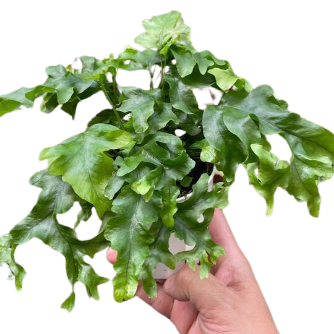 Fern 'Nicolas Diamond' potted plant